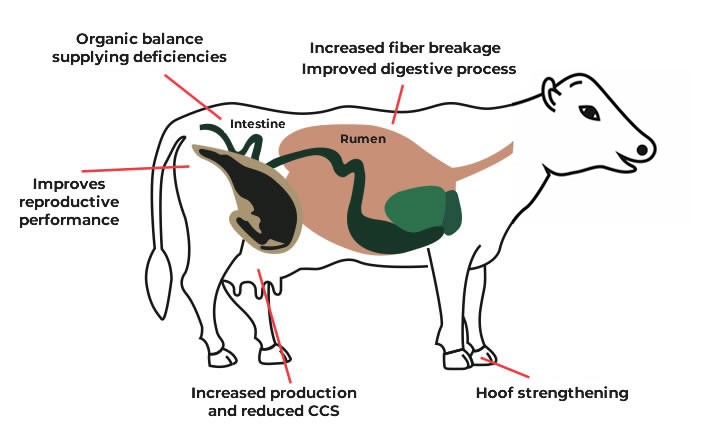 Max Leite Saúde Animal – Nutrição para bovino leiteiro